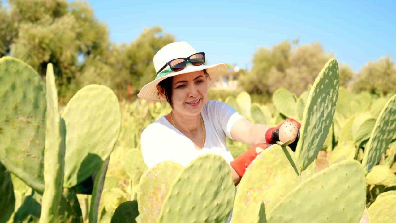 Kuraklığa Meydan Okuyan Girişim: Türkiye&#039;nin İlk Tescilli Dikenli İncir Bahçesi &#039;Alfa&#039; İhracata Başladı