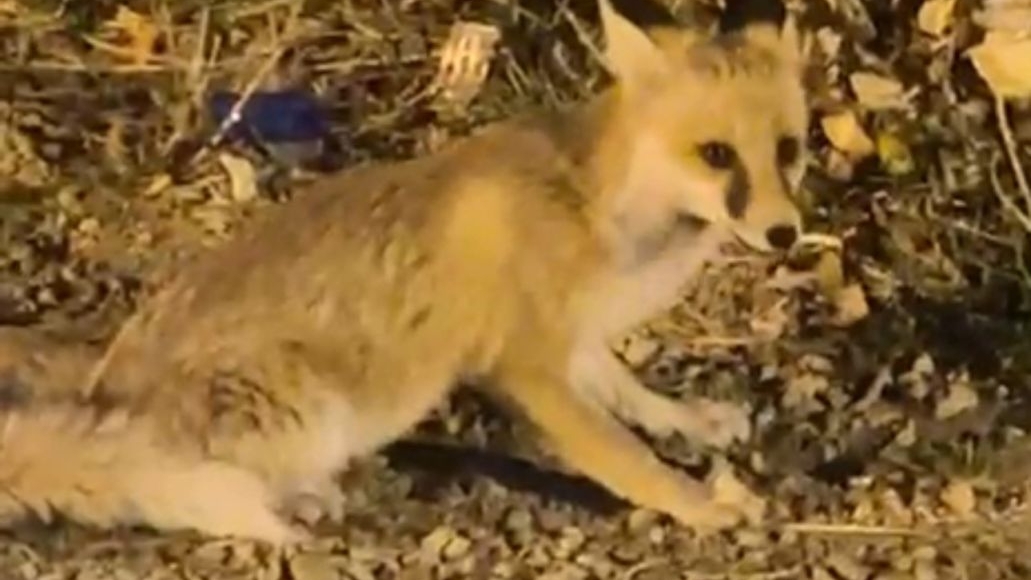 Hakkari&#039;de Nadir Dostluk: Yüksekova&#039;da Dost Canlısı Tilki Her Akşam Arabanın Üzerinden Kontrole Çıkıyor