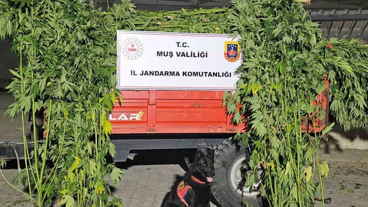Muş’ta Jandarmadan Kenevir Operasyonu: 2 Binden Fazla Kök Ele Geçirildi