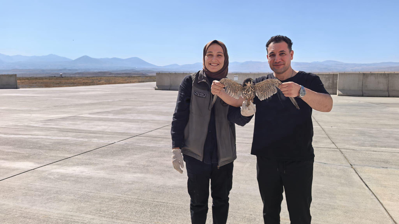 Iğdır Havalimanında Bulunan Delice Doğan Koruma Altına Alındı