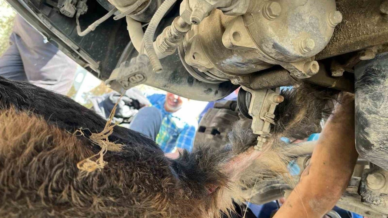 Minibüsün Altında Mahsur Kalan Köpek İtfaiye Tarafından Kurtarıldı