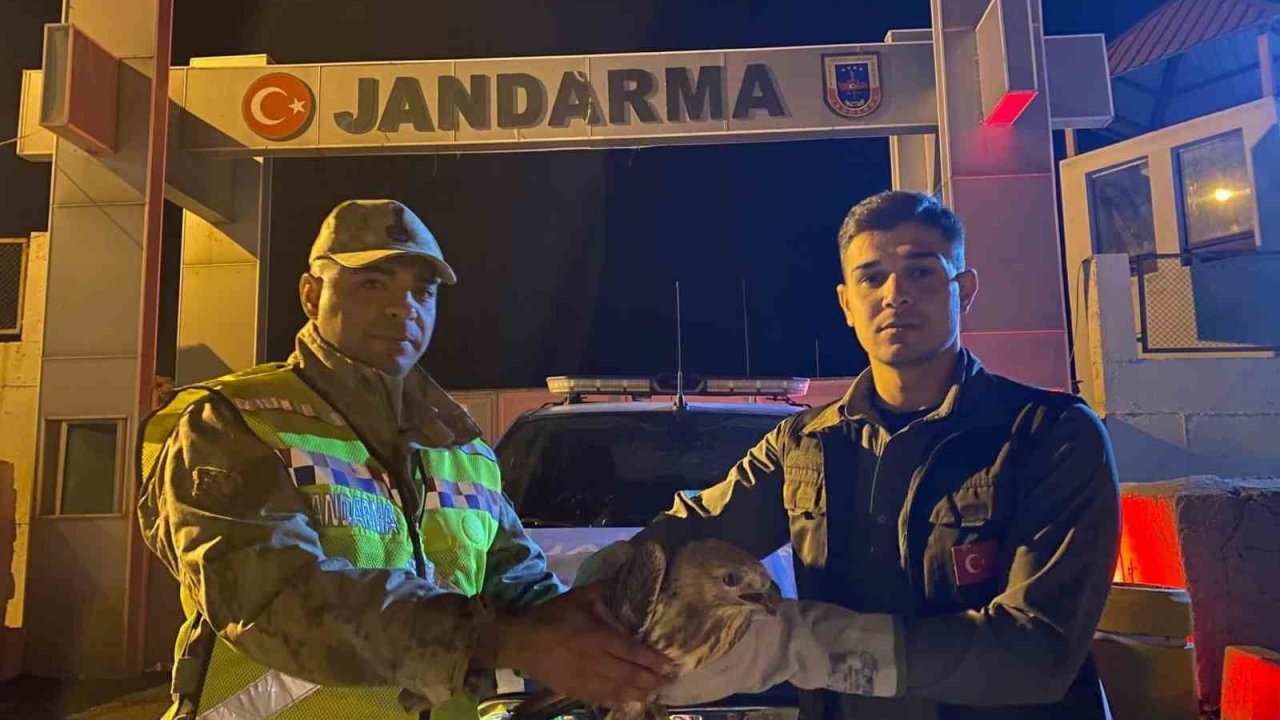 Muradiye’de Bitkin Halde Bulunan Kızıl Şahin Tedavi Altına Alındı