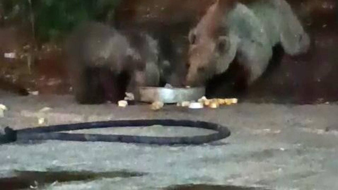 Bingöl’deki Şantiyeye Bu Kez Ailesiyle Geldi: Ayı ve Yavruları Ziyafette