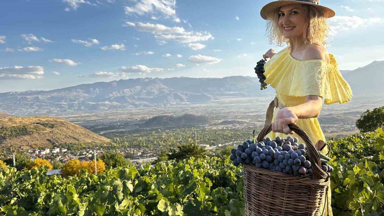 İki asırlık bağlarda bereket: Üzümlü’de Cimin Üzümü hasadı