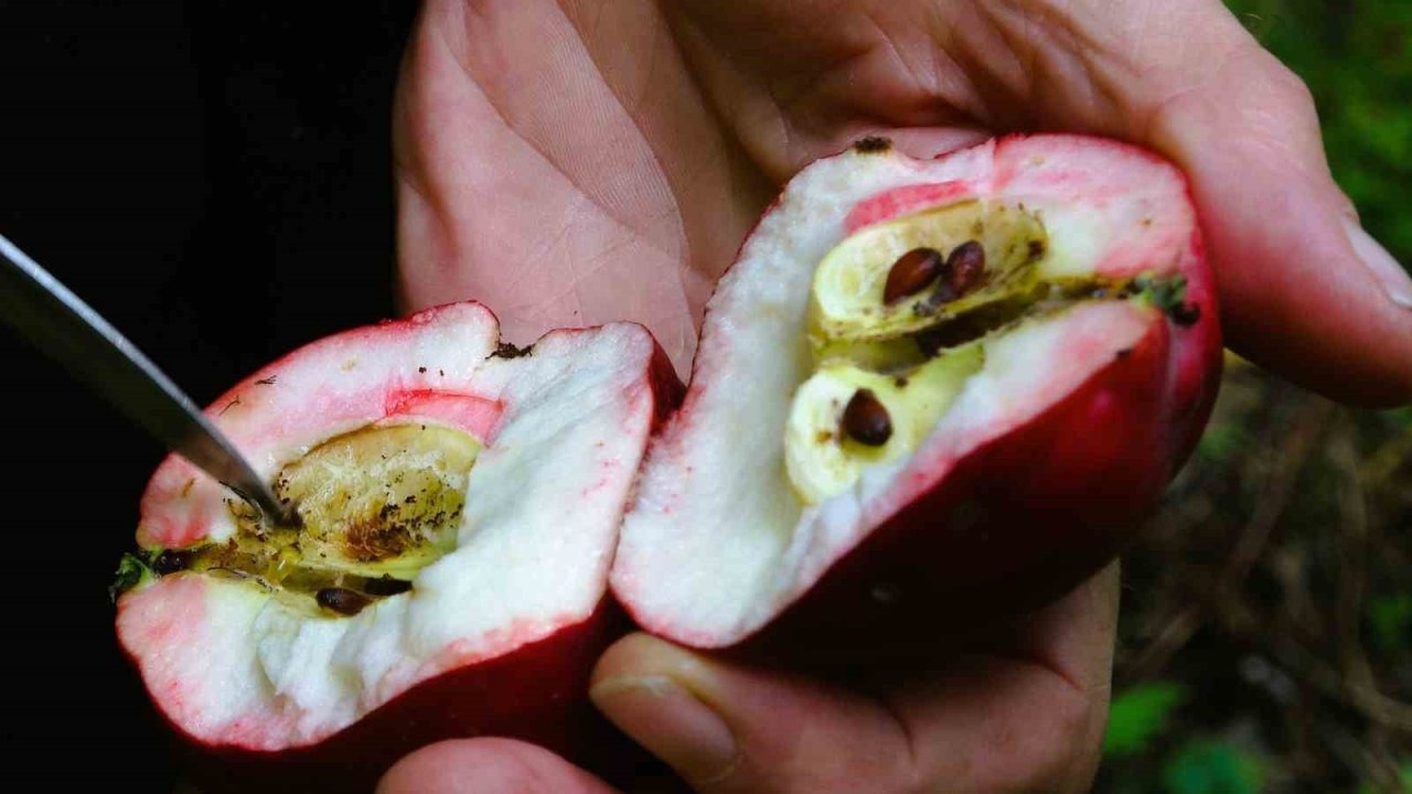 Ardahan Posof’ta İç Kırmızısı Dış Kırmızısı ile Dikkat Çeken Coğrafi İşaretli Elmada Hasat Başladı