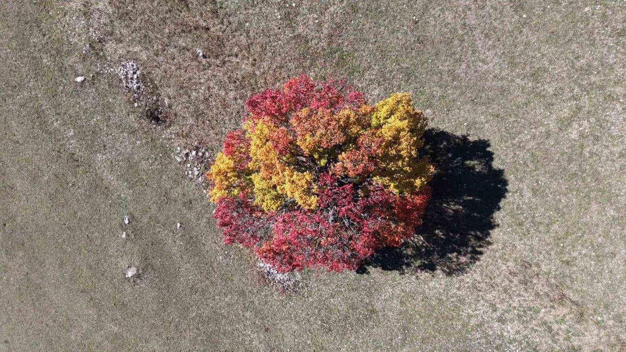 Artvin’in Ardanuç İlçesinde Sonbahar Renkleri Zekerya Köyü’nde Kendini Gösterdi