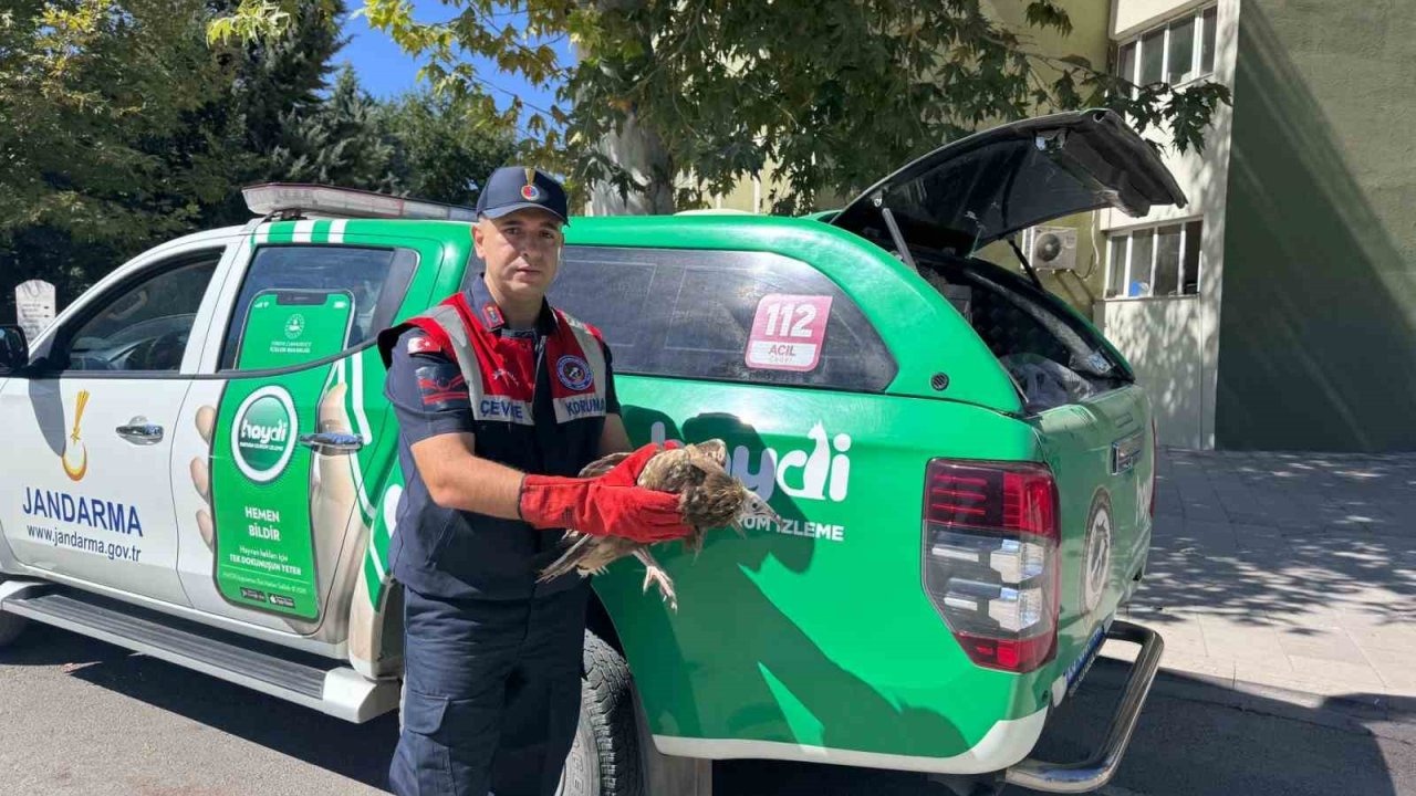 Elazığ’da Yaralı Yavru Akbaba Koruma Altına Alındı