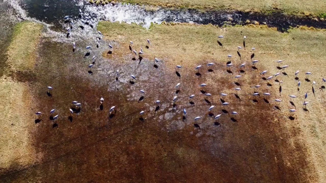 Erzurum, Göçmen Turnaların Önemli Uğrak Noktası Oldu