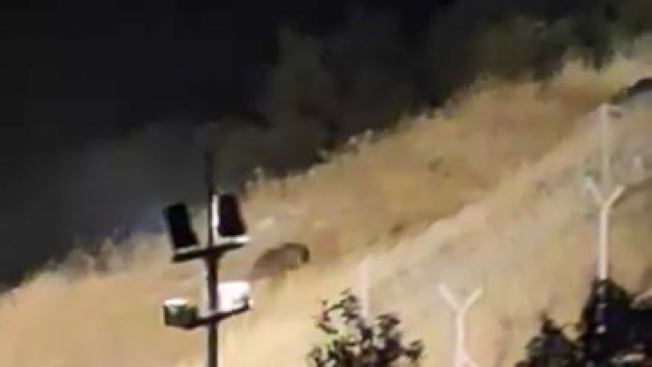 Elazığ Kırsalında Ayı Alarmı: Kış Uykusu Öncesi Yiyecek Ararken Görüntülendiler