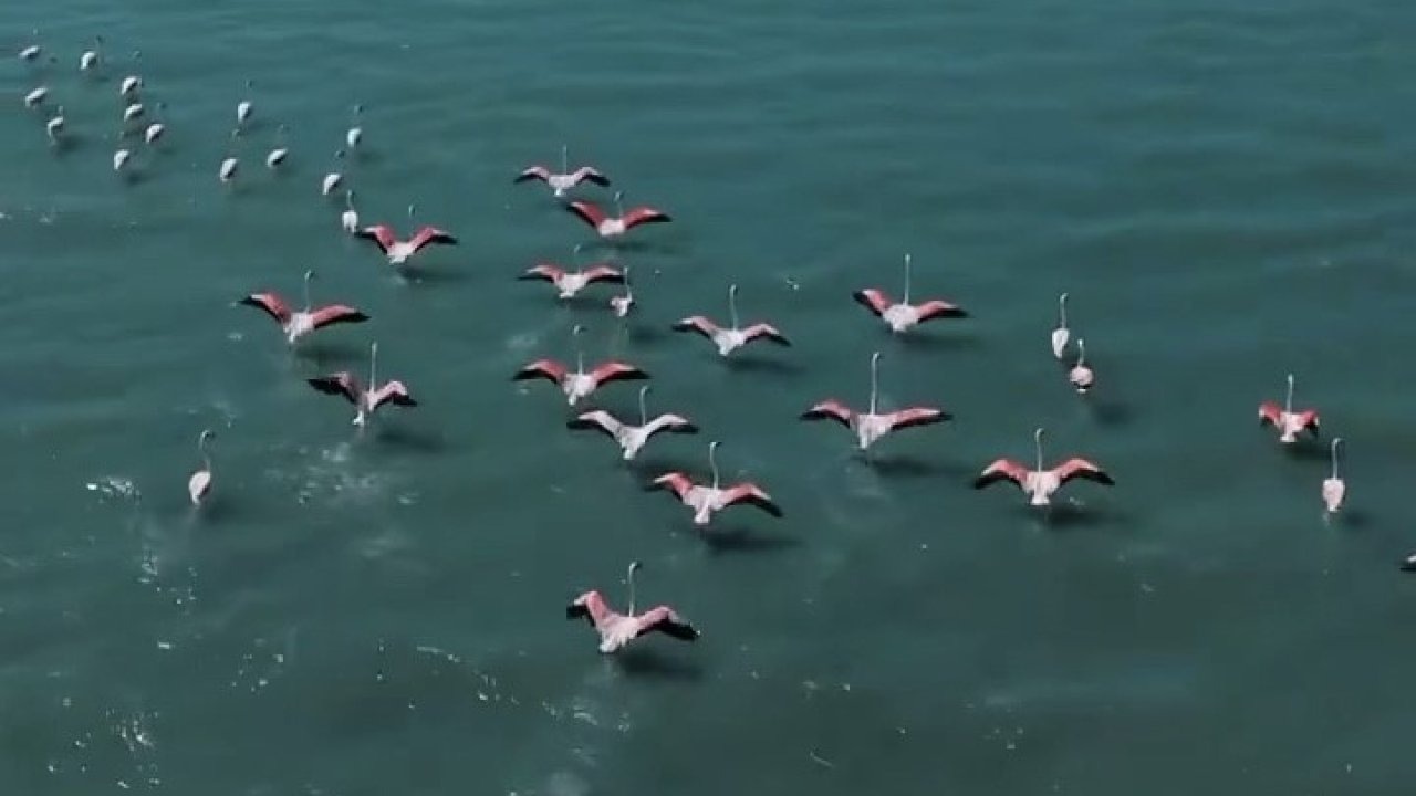 Van Jandarmasından Erçek Gölü Flamingolarına Özel Koruma