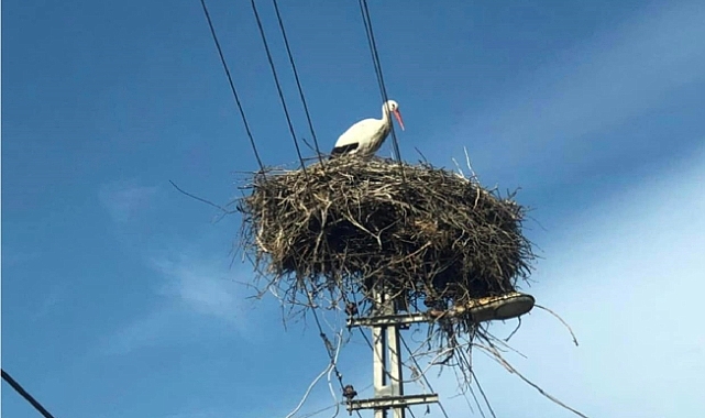 Iğdır&#039;ın Sembolü Leylekler