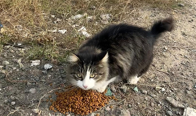 Iğdır&#039;ın Sokak Dostları