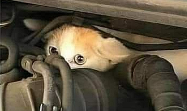 Soğuk Havaların Sessiz Tehlikesi: Arabanızı Çalıştırmadan Önce Bir Cana Kıymayın!