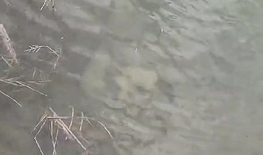 Vicdansızlıkta Sınır Tanımayanlara Sesleniyorum: Bu Nasıl Bir Vahşet?