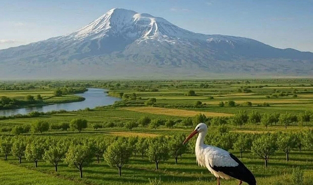 Leylekler Iğdır&#039;ı Vatan Bildi: Göç Etmeyen Kuşların Sessiz Nöbeti