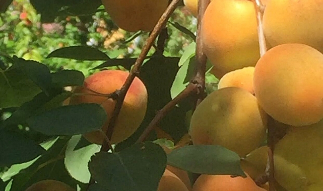 Iğdır&#039;ın Sarı Altını: Kaysı