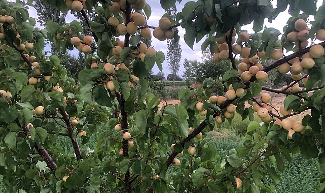 Iğdır&#039;da Kayısı Yetiştiriciliği ve Yaşanan Sorunlar :