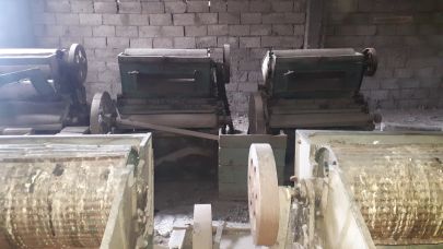 Pamuğun Sessiz Tanıklığı: Balkondaki bir saksıdan Iğdır Ovası’na uzanan yolculuk...