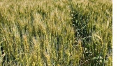 YEŞİL BAŞAK- ISLAK TOPRAK: IĞDIR’DA ÇELTİK ANILARI