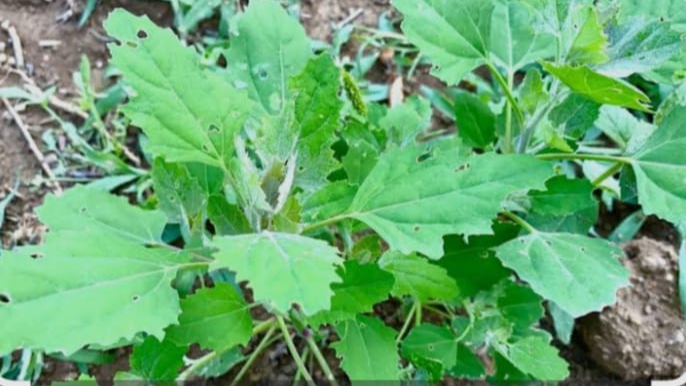 BİR OTUN PEŞİNDEN: SALMANCA( SİRKEN OTU)