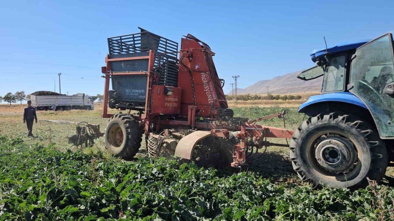 Adilcevaz’da Şeker Pancarı Hasadı Başladı: Çiftçinin Yüzü Güldü