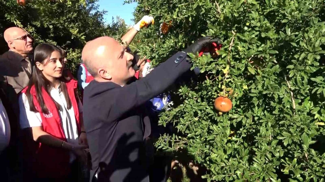Adıyaman Narı Dünya Pazarına Açıldı: 9 Ülkeye İhracat Başladı, Yıllık Üretim 500 Bin Ton!