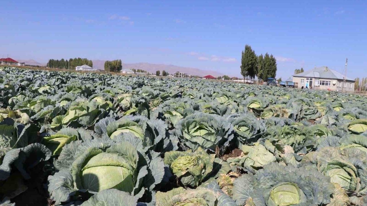 Ağrı Patnos’ta Bereketli Lahana Hasadı Başladı: Üreticinin Yüzü Güldü