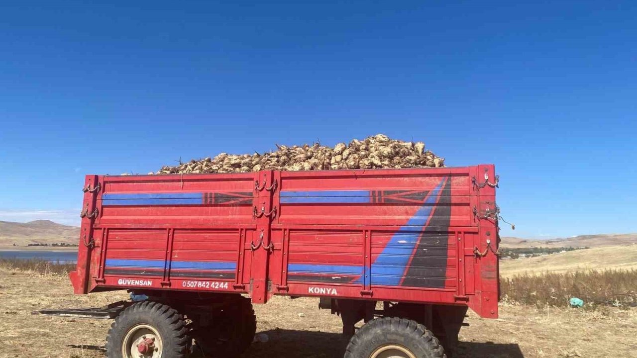 Ağrı Patnos’ta Şeker Pancarı Hasadı Başladı: Çiftçiler Düşük Verimden Memnun Değil