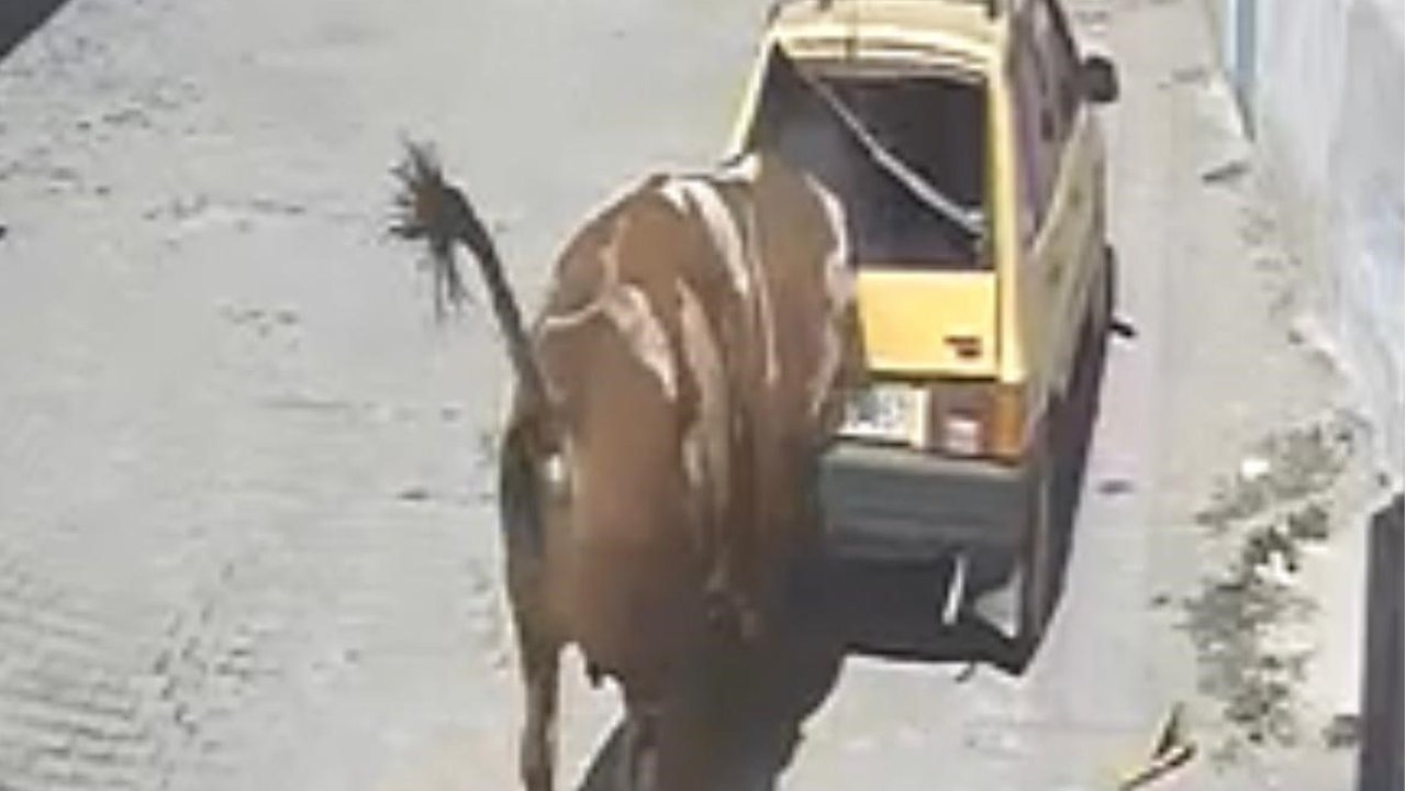 Ahırdan Kaçan Boğa Otomobili Parçaladı! O Anlar Kamerada