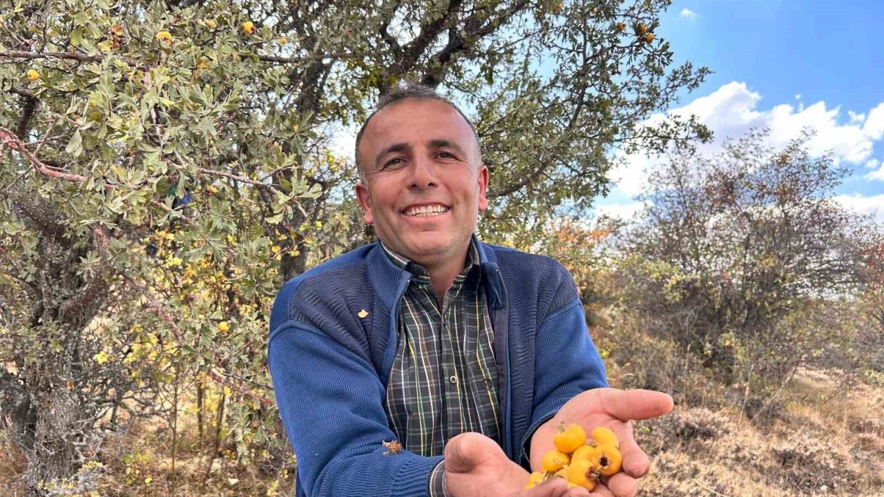 Ankara Dağlarının Şifası: Alıç Meyvesine Yoğun İlgi