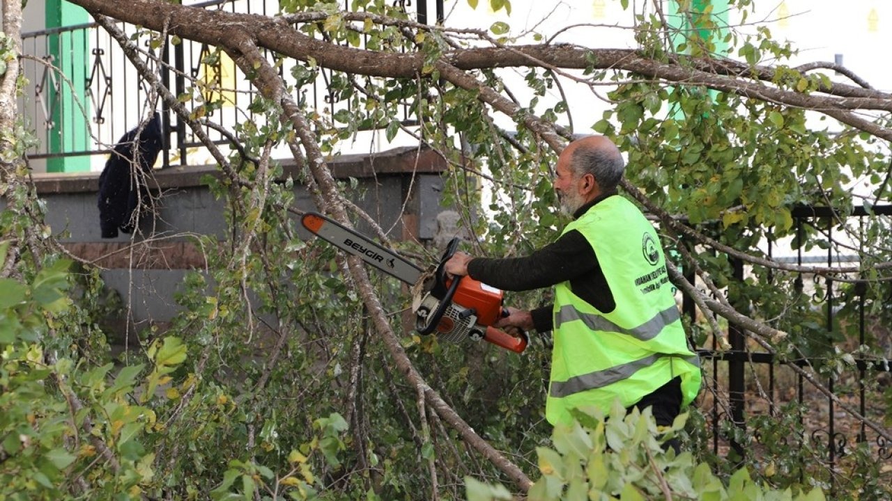 Ardahan Belediyesi Ağaç Budama Çalışmalarını Hızlandırdı
