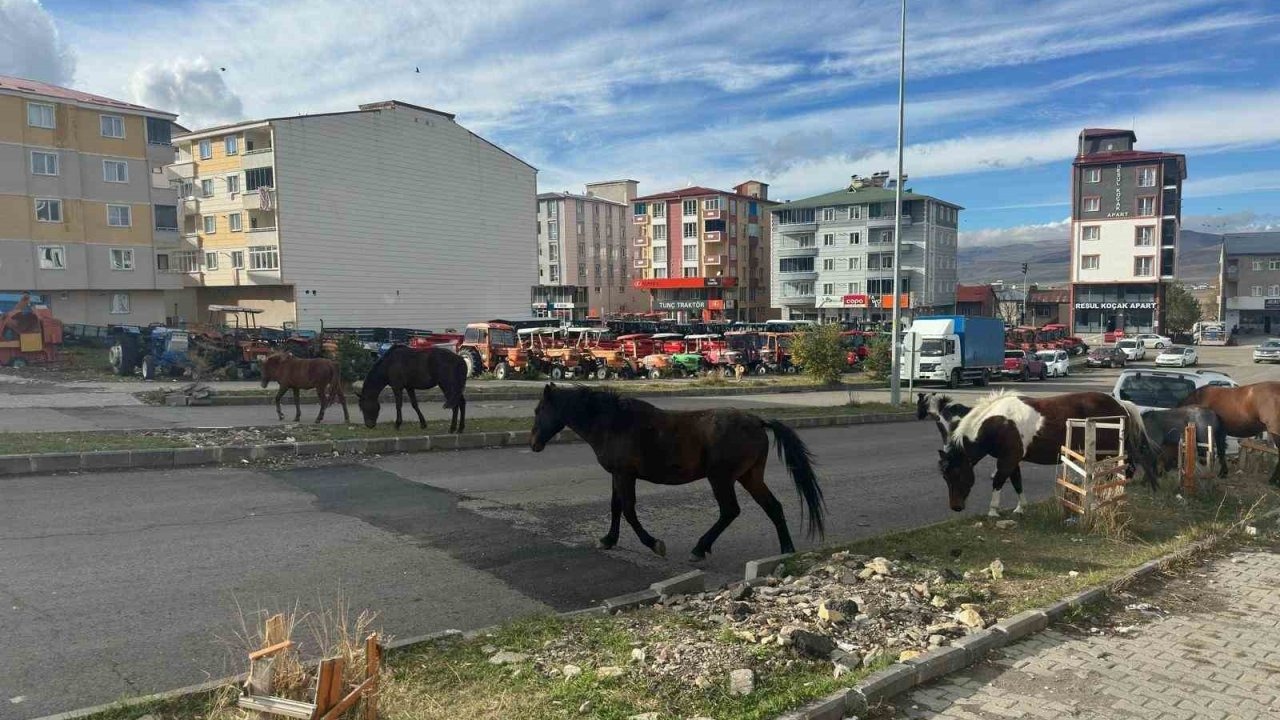 Ardahan&#039;da Başıboş At Tehlikesi: Caddelerde Sürü Halinde Dolaşan Atlar Trafiği Aksatıyor