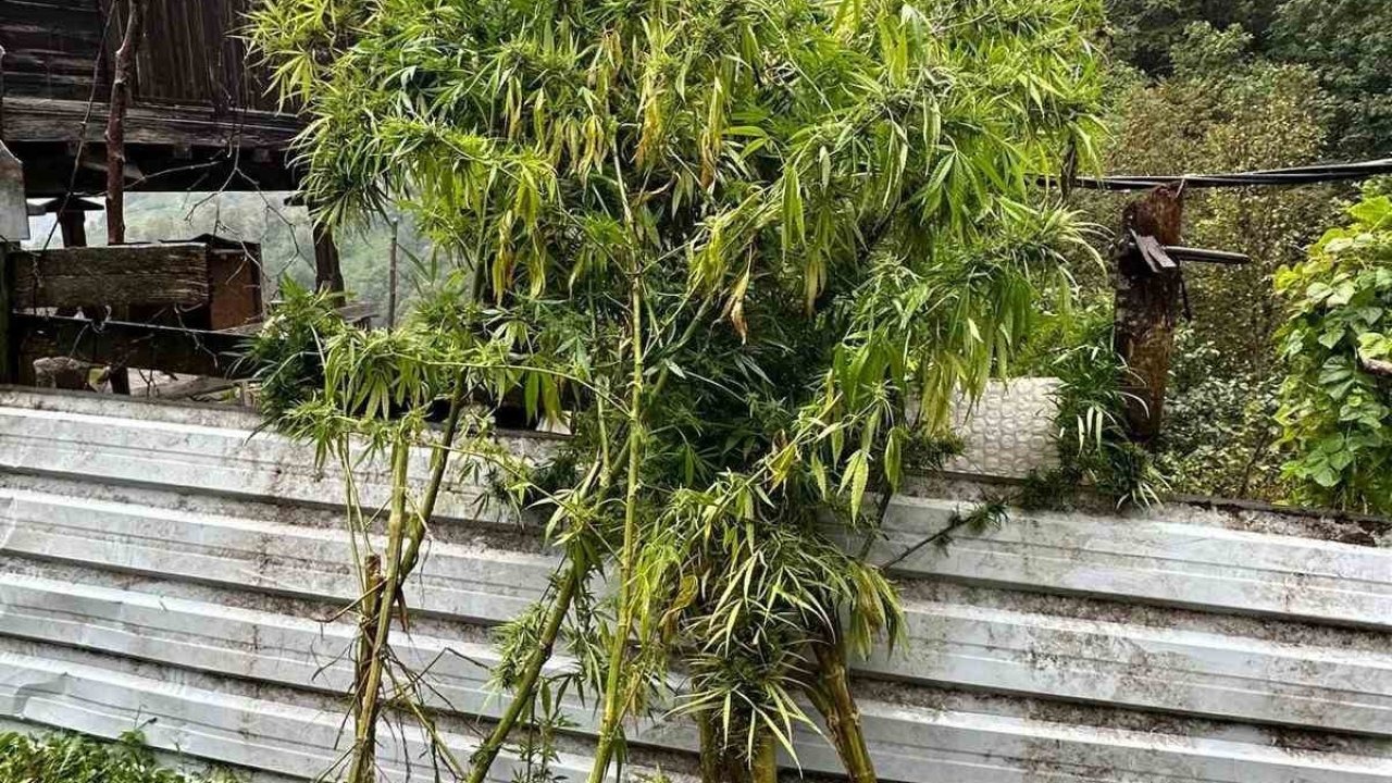 Artvin Borçka’da Uyuşturucu Operasyonu: Kenevir, Esrar ve Ruhsatsız Silah Ele Geçirildi, 5 Gözaltı