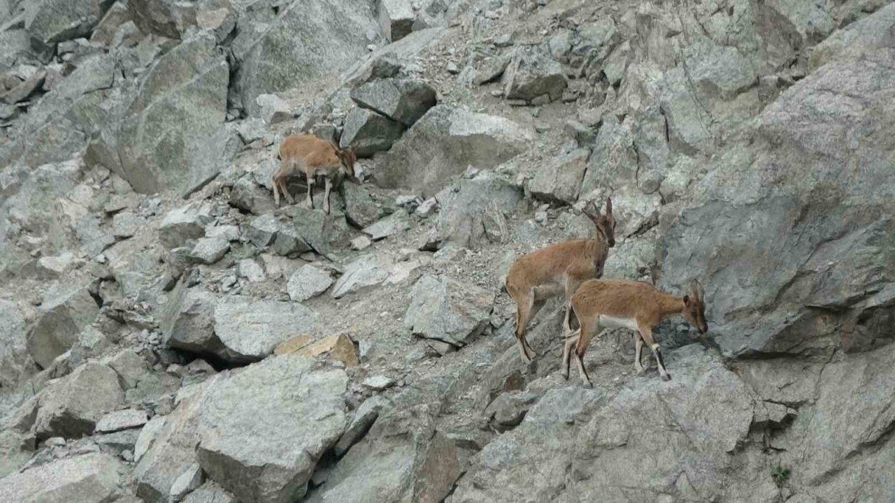 Artvin Deriner Barajı Çevresinde Dağ Keçileri Drone ile Görüntülendi