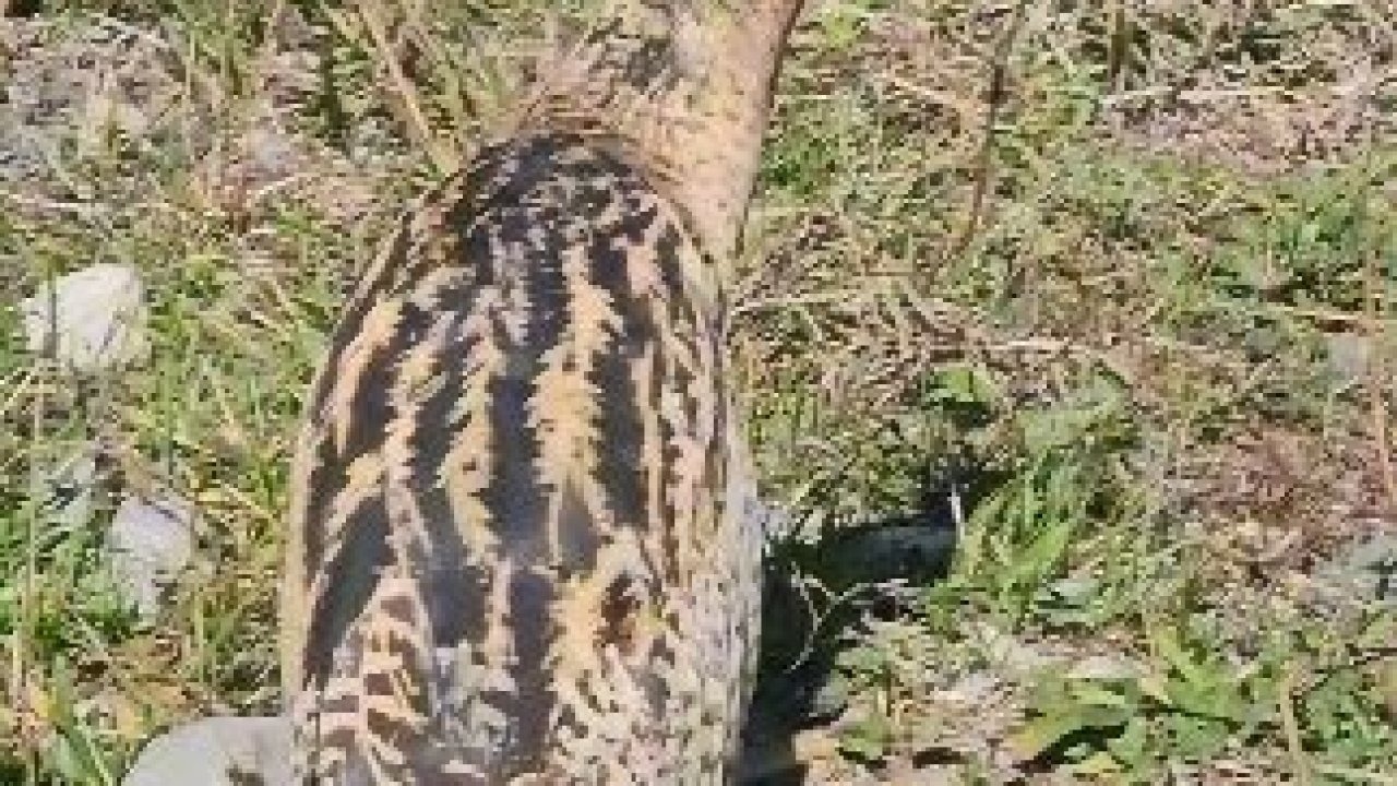 Artvin'de Nadir Bir Konuk: Nesli Tükenme Tehlikesindeki Güney Amerika Balabanı Görüntülendi