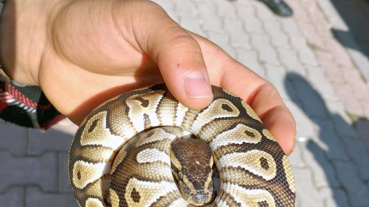 Asayiş Kontrolünde Şaşırtan Anlar: Şahsın Cebinden Yavru Piton Yılanı Çıktı