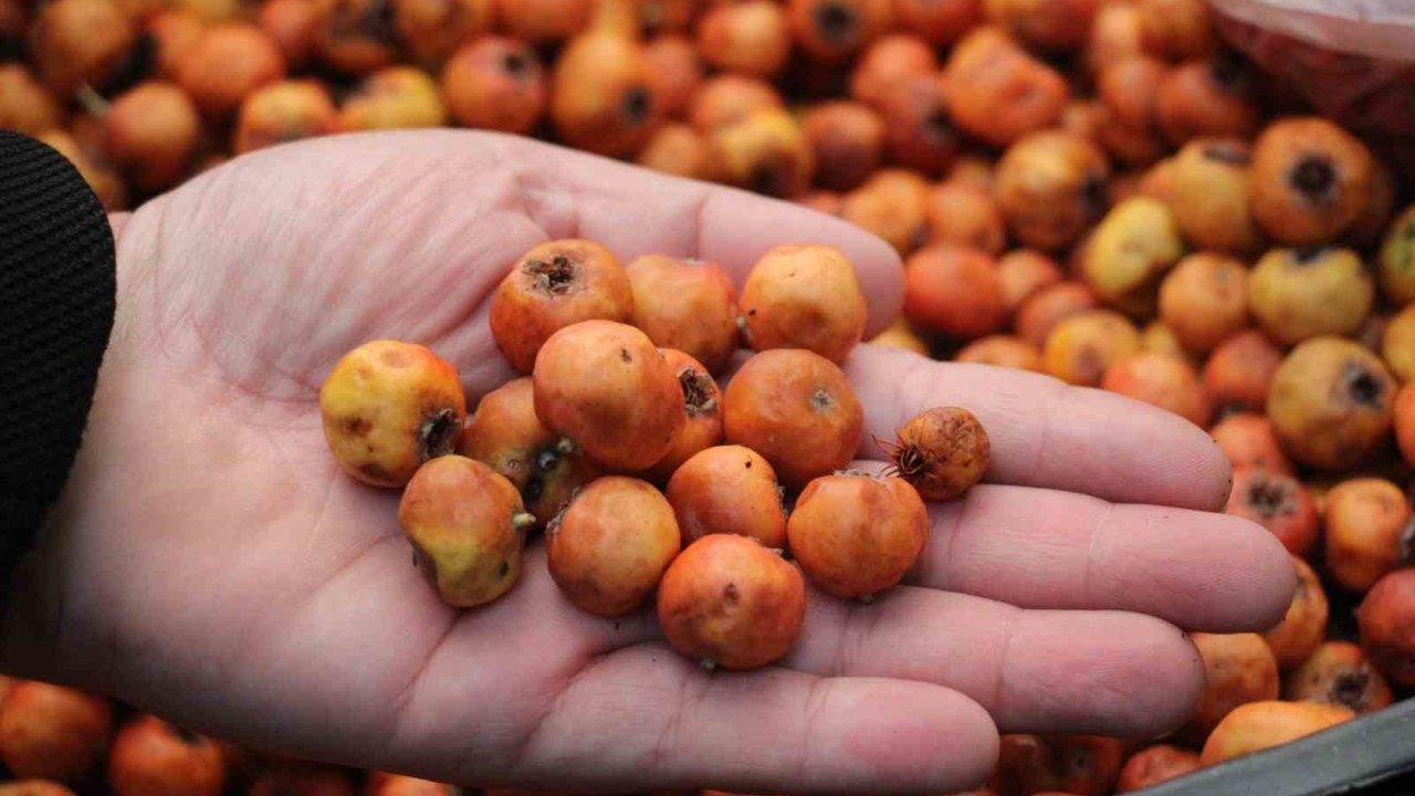 Aydın Dağlarının Şifası Alıç, Pazarları Renklendirdi: Kilogramı 100 TL