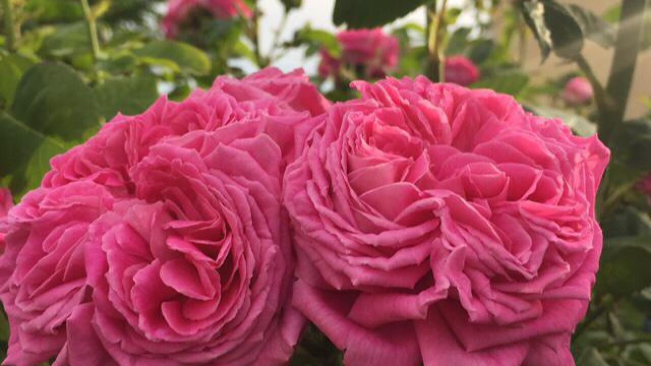 BALABELA: SONSUZA DEK