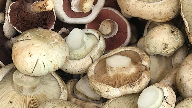 Başlık: Uzmanlardan Mantar Zehirlenmesi Uyarısı