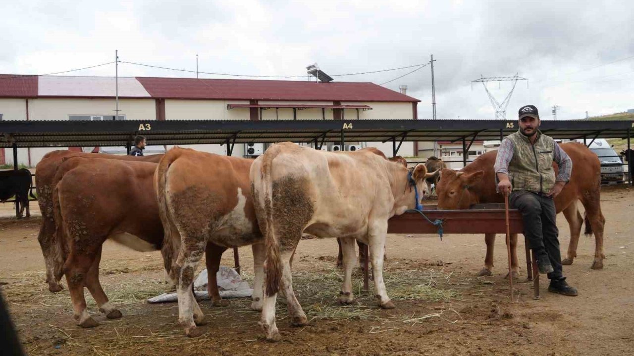 Bayburt Canlı Hayvan Pazarı Yeniden Açıldı: Şap Hastalığı Tedbiri Sona Erdi