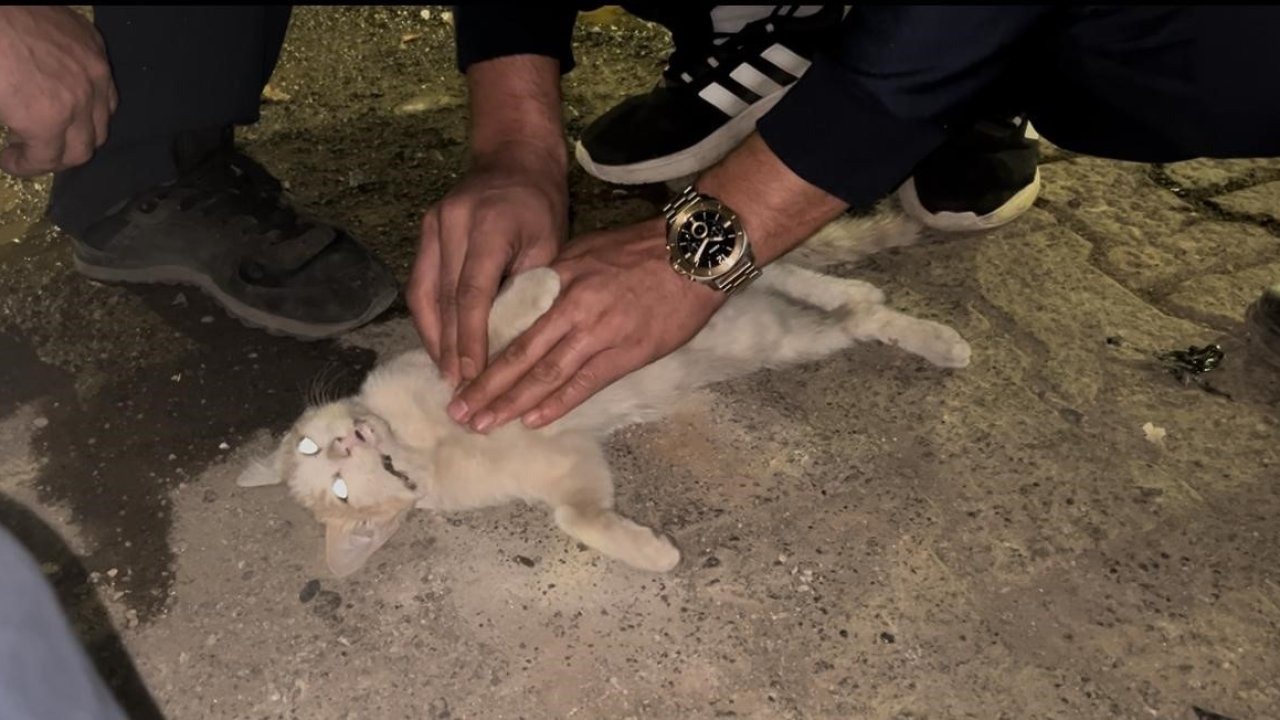 Bingöl'de İtfaiye Personelinden Duyarlı Müdahale: Çarpılan Kediye Kalp Masajı Yaptı Ama Kurtaramadı