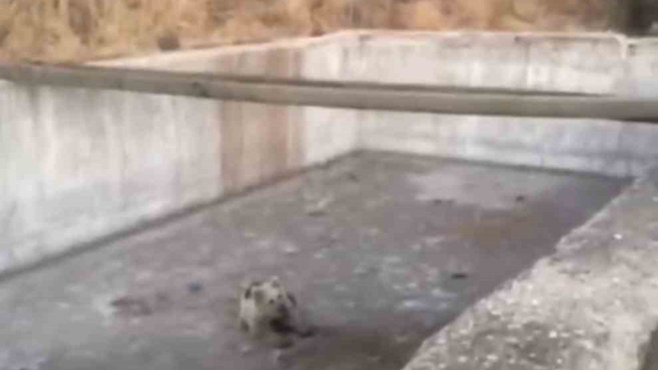 Bingöl’de Sulama Havuzuna Düşen Yavru Ayı Kurtarıldı