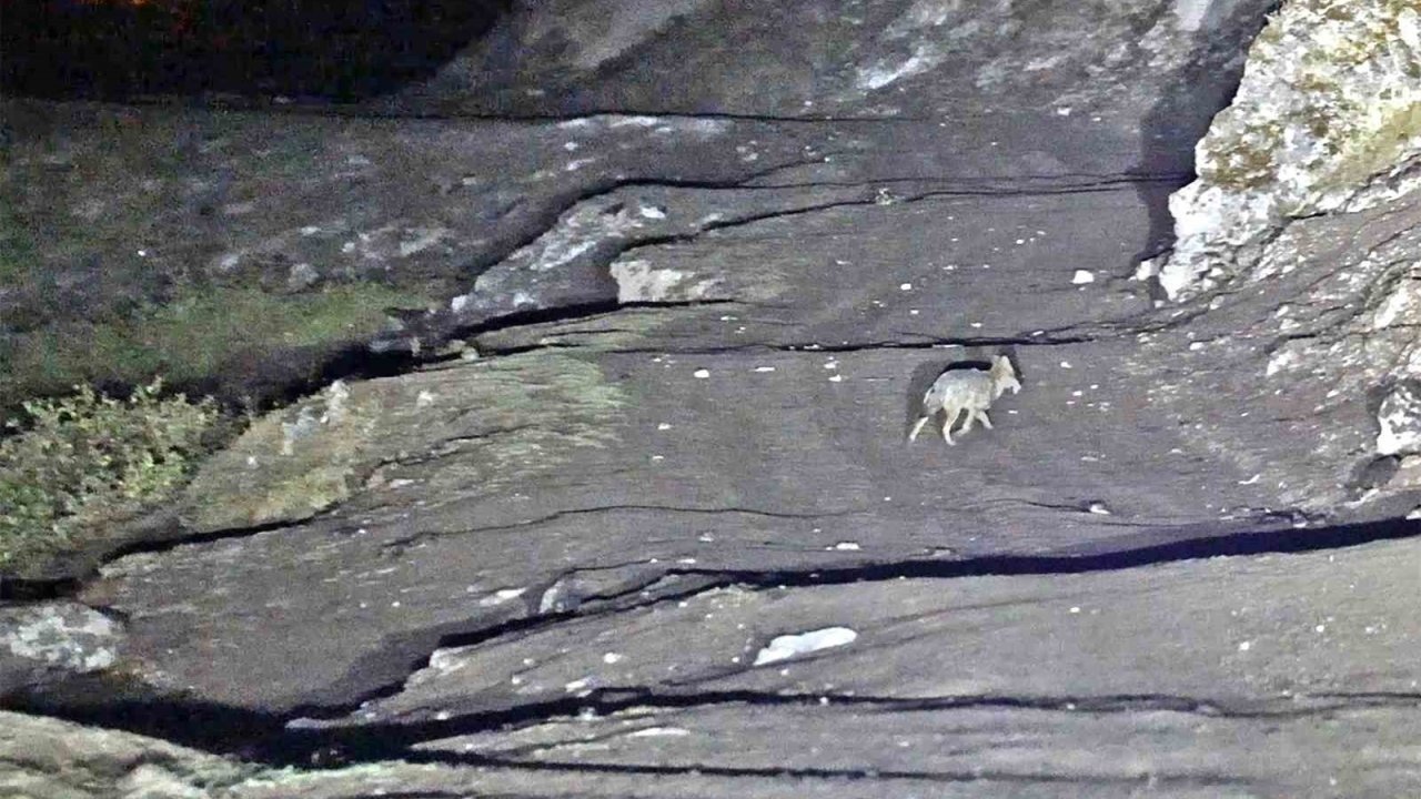 Bitlis Güroymak’ta Kaplıca Ziyaretçilerine Kurt Tedirginliği: Vahşi Hayvanlar Yüzen İnsanların Yakınında Görüldü