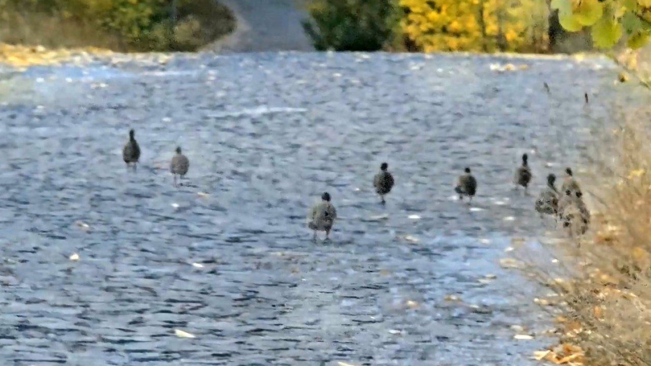 Bitlis Nemrut Kalderası&#039;nda Yaban Hayatı Canlandı: Çil Keklik Sürüsü Objektife Yansıdı!