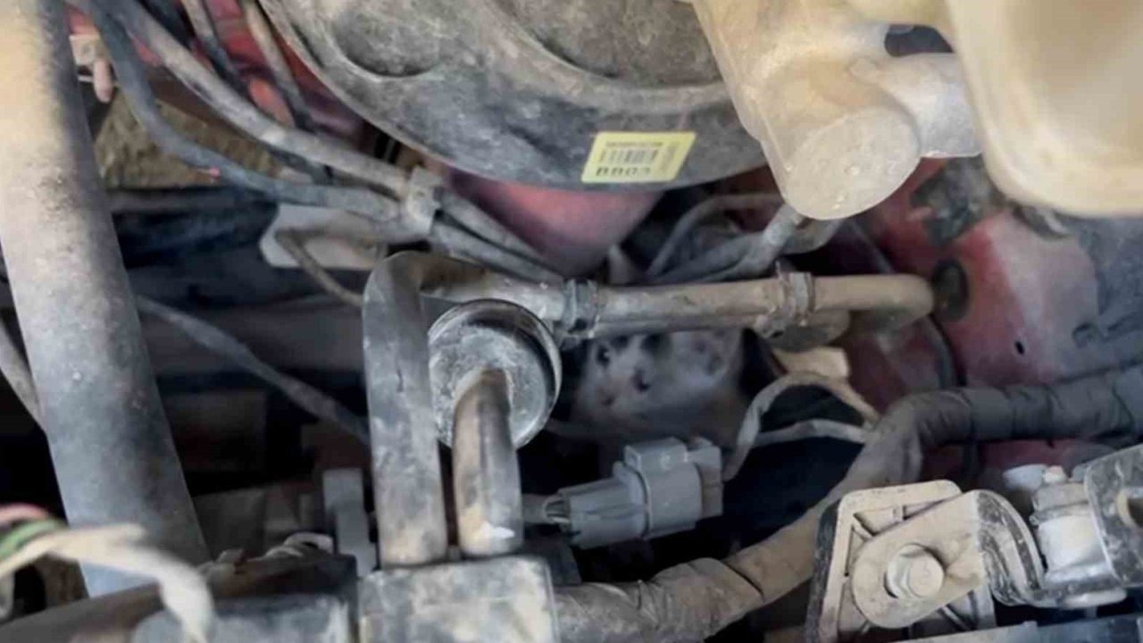 Çerkezköy&#039;de İtfaiye Seferberliği: Araç Motoruna Sığınan Yavru Kediler Kurtarıldı