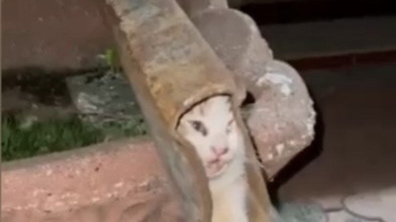 Demir Profile Sıkışan Minik Kedi, İtfaiyenin Titiz Çalışmasıyla Kurtarıldı