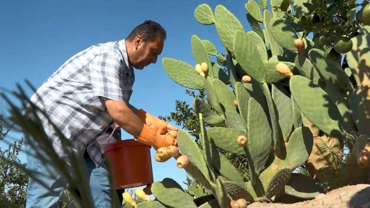 Dikenli İncir Kuraklığa Çare Oluyor: Meyve Dondurmaya Dönüştürüldü