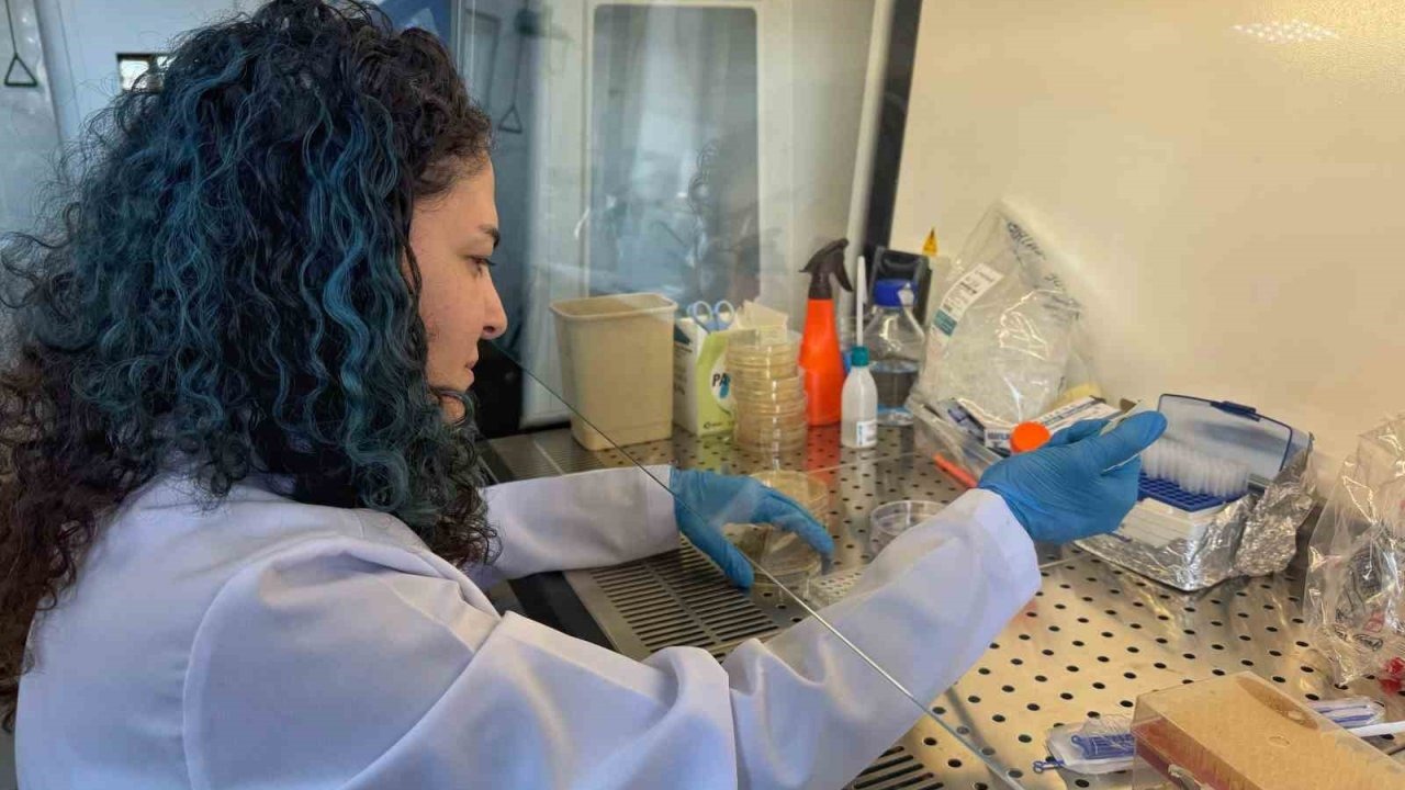 Diyabetik Yaralara Borlu Umut: Nanofiber Yara Örtüsü Projesi TÜSEB&#039;den Destek Aldı