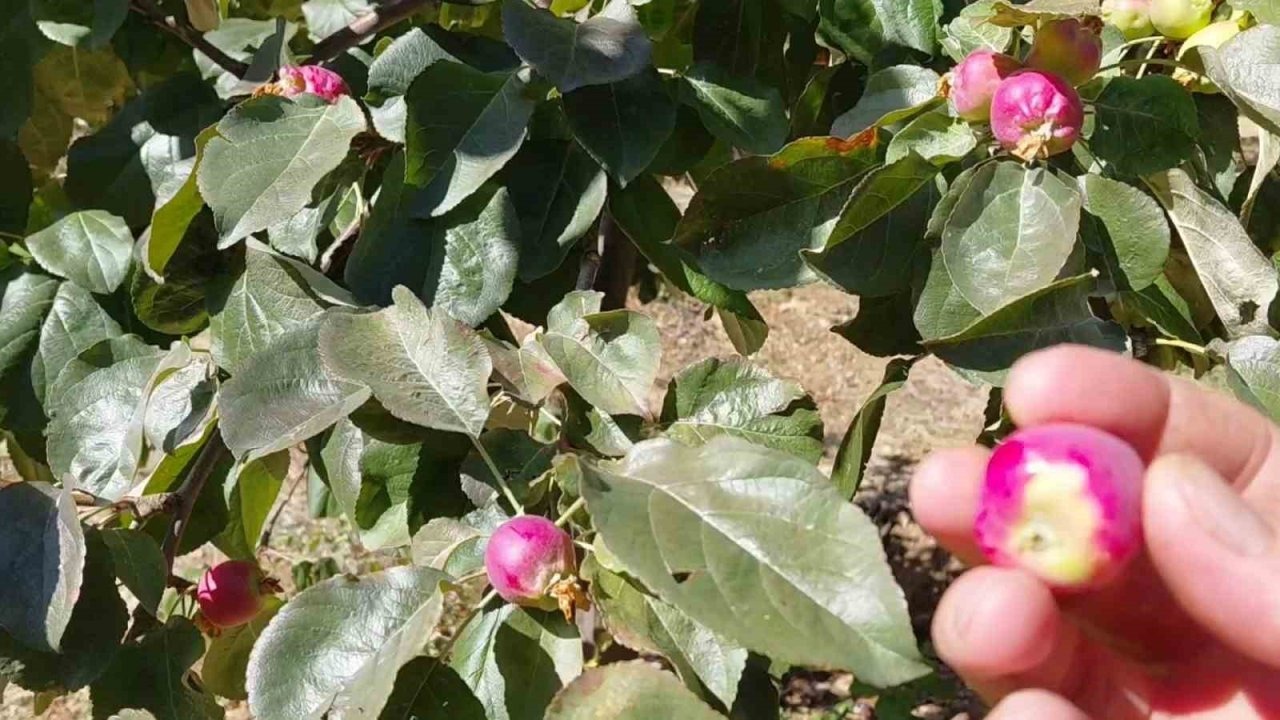 Elazığ Palu’da İklim Şaşkınlığı: Armut ve Elma Ağaçları Sonbaharda Çiçek Açıp Meyve Verdi