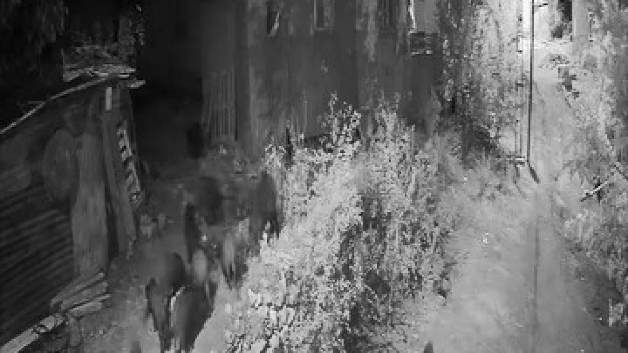 Elazığ’da Aç Kalan Domuz Sürüsü Evin Bahçesine İndi: O Anlar Kamerada